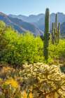 USA-Arizona-Sabino Canyon Desert landscape with saguaro and cholla cactus Art Print